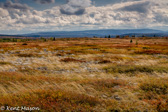 05E-23   BALD, DOLLY SODS WILDERNESS, WV  © KENT MASON