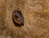 05G-18 BAT, GENERAL DAVIS  CAVE, WV  © KENT MASON