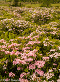 07-03 MOUNTAIN LAUREL , DOLLY SODS WILDERNESS, WV © KENT MASON