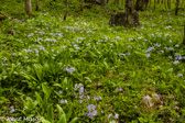 07-11 FOREST FLOOR OF FLOWERS #3, WV   © KENT MASON