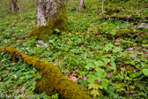 07-12 FOREST FLOOR OF FLOWERS #1, WV   © KENT MASON