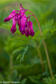 07-39 WILD BLEEDING HEART, WV  © KENT MASON