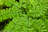 07-23  FERN PLANT LIFE, WV   © KENT MASON