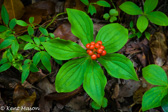 07-30 BUNCHBERRY, WV   © KENT MASON