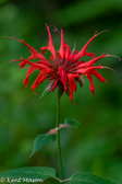 07-38 BEE BALM, WV  © KENT MASON