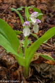 07-43 SHOWY ORCHID, WV  © KENT MASON