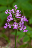 07-37 LARGE PURPLE FRINGED ORCHID, WV  © KENT MASON