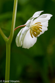 07-42 MAYAPPLE, WV  © KENT MASON