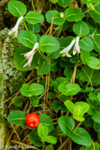 07-26  PLANT LIFE, WV   © KENT MASON