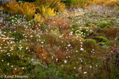 07-16 COTTON GRASS BOG, WV   © KENT MASON