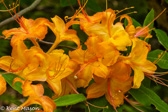 07-34 AZALEA FLOWERS, WV  © KENT MASON