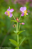 07-44 WILD FLOWERS, WV  © KENT MASON