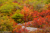 07-07 HEATH AND SMALL RED SPRUCE AND SMALL MAPLE AT BEAR ROCKS PRESERVE, WV   © KENT MASON