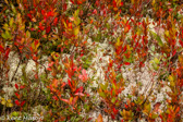 07-14 HEATH AND RAINDEER MOSS PLANT LIFE, WV   © KENT MASON