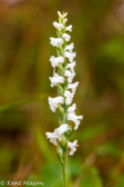 07-46 LADIES' TRESSES, WV  © KENT MASON