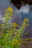 07-54  PLANT LIFE, WV   © KENT MASON