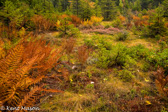 07-09  FALL AT BOGS EDGE, CANAAN MOUNTIAN, WV © KENT MASON