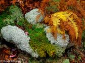 07-08  FERNS AND MOSS  PLANT LIFE, WV  ©  KENT MASON