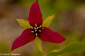 07-50 PURPLE TRILLIUM, MNF, WV © KENT MASON