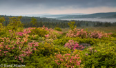 05-02 WILD AZALEA, DOLLY SODS WILDERNESS, WV © KENT MASON