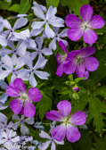 07-53 WILD FLOWERS, WV  © KENT MASON