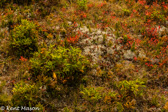 07-13 HEATH AND RAINDEER MOSS PLANT LIFE, © WV   KENT MASON