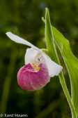 07-41 SHOWY LADY'S SLIPPER WITH SPIDER, WV  © KENT MASON