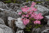 07-05 WILD AZALEA PLANT LIFE, WV   © KENT MASON