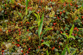 07-17 TUNDRA LIKE  PLANT LIFE, WV   © KENT MASON