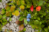 07-27 BLUEBERRY FRUIT, WV  ©  KENT MASON