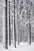 08-48 SPRUCE FOREST IN SNOW, CANAAN MOUNTAIN, WV © KENT MASON