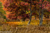 10B-32  TREES FOUND IN THE WV HIGHLANDS  © KENT MASON