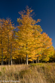 10B-42  TREES FOUND IN THE WV HIGHLANDS  © KENT MASON