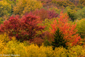 10B-41  TREES FOUND IN THE WV HIGHLANDS  © KENT MASON