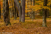 10B-31  TREES FOUND IN THE WV HIGHLANDS  © KENT MASON