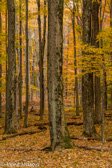 10B-35  TREES FOUND IN THE WV HIGHLANDS  © KENT MASON