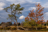 10B-46  TREES FOUND IN THE WV HIGHLANDS  © KENT MASON