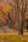 10B-33  TREES FOUND IN THE WV HIGHLANDS  © KENT MASON