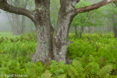 10B-12  TREES FOUND IN THE WV HIGHLANDS  © KENT MASON