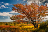 10B-39  TREES FOUND IN THE WV HIGHLANDS  © KENT MASON