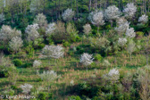 10B-11  TREES FOUND IN THE WV HIGHLANDS  © KENT MASON