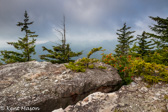 10B-20  TREES FOUND IN THE WV HIGHLANDS  © KENT MASON