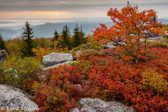 10B-37  TREES FOUND IN THE WV HIGHLANDS  © KENT MASON