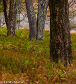 10B-34  TREES FOUND IN THE WV HIGHLANDS  © KENT MASON