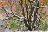 10B-48  TREES FOUND IN THE WV HIGHLANDS  © KENT MASON