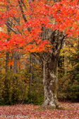 10B-43  TREES FOUND IN THE WV HIGHLANDS  © KENT MASON