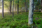 10B-10  TREES FOUND IN THE WV HIGHLANDS  © KENT MASON