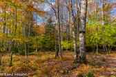 10B-27  TREES FOUND IN THE WV HIGHLANDS  © KENT MASON