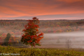 10B-28  TREES FOUND IN THE WV HIGHLANDS  © KENT MASON