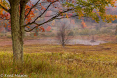 10B-30  TREES FOUND IN THE WV HIGHLANDS  © KENT MASON